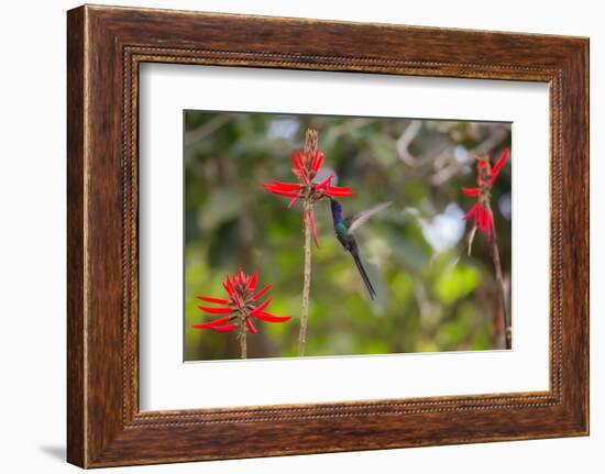 A Swallow-Tailed Hummingbird, Eupetomena Macroura, Mid Flight, Feeding from a Flower-Alex Saberi-Framed Photographic Print