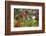 A Swallow-Tailed Hummingbird, Eupetomena Macroura, Mid Flight, Feeding from a Flower-Alex Saberi-Framed Photographic Print