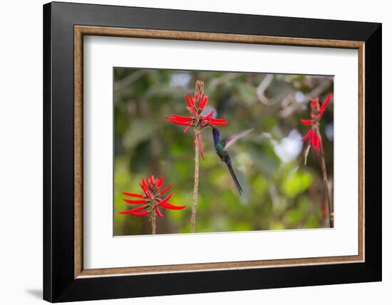 A Swallow-Tailed Hummingbird, Eupetomena Macroura, Mid Flight, Feeding from a Flower-Alex Saberi-Framed Photographic Print