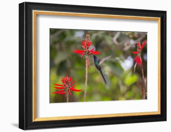 A Swallow-Tailed Hummingbird, Eupetomena Macroura, Mid Flight, Feeding from a Flower-Alex Saberi-Framed Photographic Print