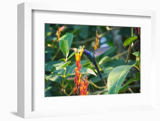 A Swallow-Tailed Hummingbird, Eupetomena Macroura, Mid Flight Feeding from a Flower-Alex Saberi-Framed Photographic Print