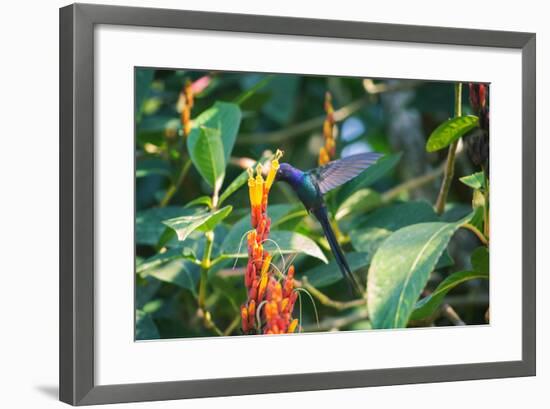 A Swallow-Tailed Hummingbird, Eupetomena Macroura, Mid Flight Feeding from a Flower-Alex Saberi-Framed Photographic Print