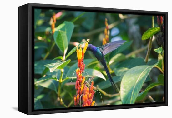 A Swallow-Tailed Hummingbird, Eupetomena Macroura, Mid Flight Feeding from a Flower-Alex Saberi-Framed Premier Image Canvas