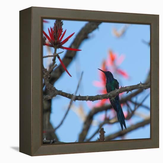 A Swallow Tailed Hummingbird, Eupetomena Macroura, Resting in a Tree-Alex Saberi-Framed Premier Image Canvas