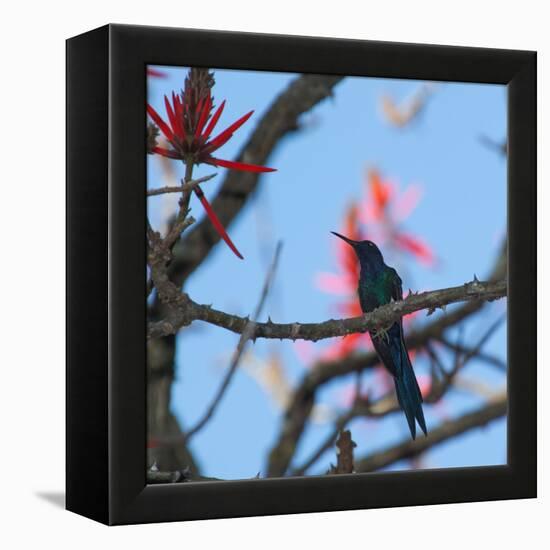 A Swallow Tailed Hummingbird, Eupetomena Macroura, Resting in a Tree-Alex Saberi-Framed Premier Image Canvas