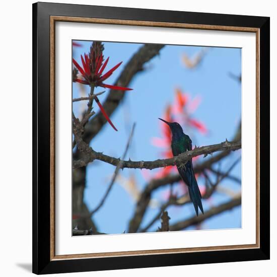 A Swallow Tailed Hummingbird, Eupetomena Macroura, Resting in a Tree-Alex Saberi-Framed Photographic Print