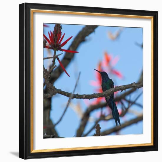 A Swallow Tailed Hummingbird, Eupetomena Macroura, Resting in a Tree-Alex Saberi-Framed Photographic Print