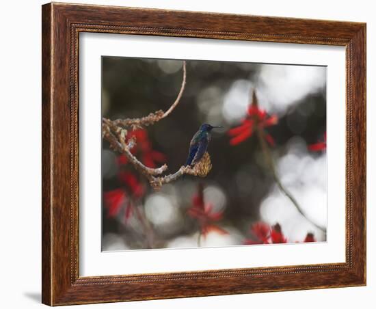 A Swallow Tailed Hummingbird, Eupetomena Macroura, Resting in a Tree-Alex Saberi-Framed Photographic Print