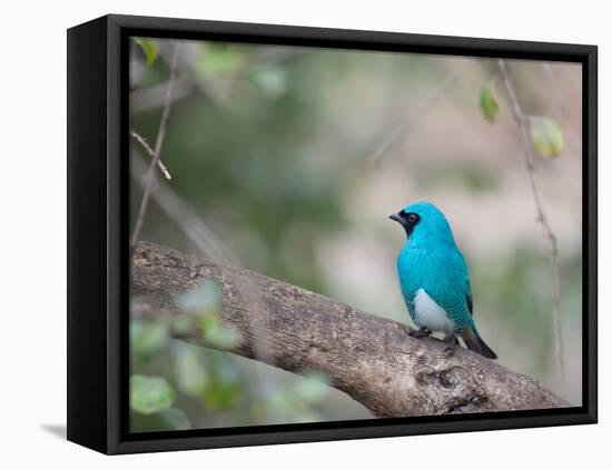 A Swallow Tanager Perching on Tree Branch in Sao Paulo's Ibirapuera Park-Alex Saberi-Framed Premier Image Canvas