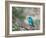 A Swallow Tanager Perching on Tree Branch in Sao Paulo's Ibirapuera Park-Alex Saberi-Framed Photographic Print