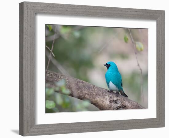 A Swallow Tanager Perching on Tree Branch in Sao Paulo's Ibirapuera Park-Alex Saberi-Framed Photographic Print