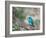 A Swallow Tanager Perching on Tree Branch in Sao Paulo's Ibirapuera Park-Alex Saberi-Framed Photographic Print