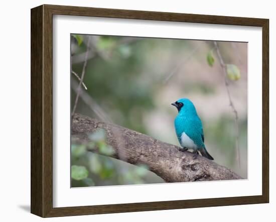 A Swallow Tanager Perching on Tree Branch in Sao Paulo's Ibirapuera Park-Alex Saberi-Framed Photographic Print