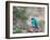 A Swallow Tanager Perching on Tree Branch in Sao Paulo's Ibirapuera Park-Alex Saberi-Framed Photographic Print