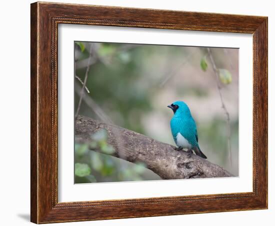 A Swallow Tanager Perching on Tree Branch in Sao Paulo's Ibirapuera Park-Alex Saberi-Framed Photographic Print