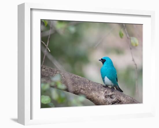 A Swallow Tanager Perching on Tree Branch in Sao Paulo's Ibirapuera Park-Alex Saberi-Framed Photographic Print