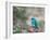 A Swallow Tanager Perching on Tree Branch in Sao Paulo's Ibirapuera Park-Alex Saberi-Framed Photographic Print