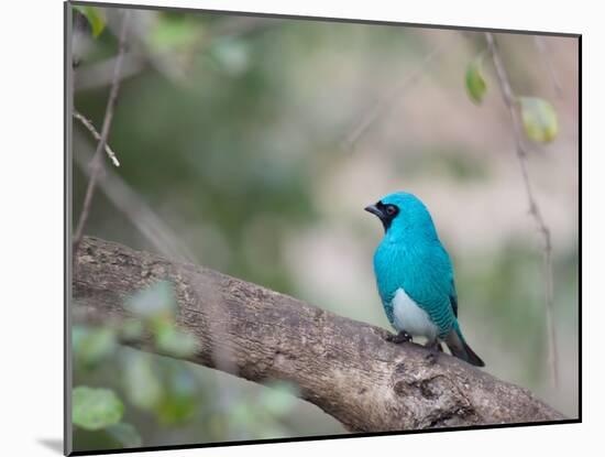 A Swallow Tanager Perching on Tree Branch in Sao Paulo's Ibirapuera Park-Alex Saberi-Mounted Photographic Print