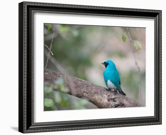 A Swallow Tanager Perching on Tree Branch in Sao Paulo's Ibirapuera Park-Alex Saberi-Framed Photographic Print