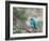 A Swallow Tanager Perching on Tree Branch in Sao Paulo's Ibirapuera Park-Alex Saberi-Framed Photographic Print