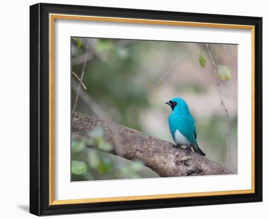 A Swallow Tanager Perching on Tree Branch in Sao Paulo's Ibirapuera Park-Alex Saberi-Framed Photographic Print