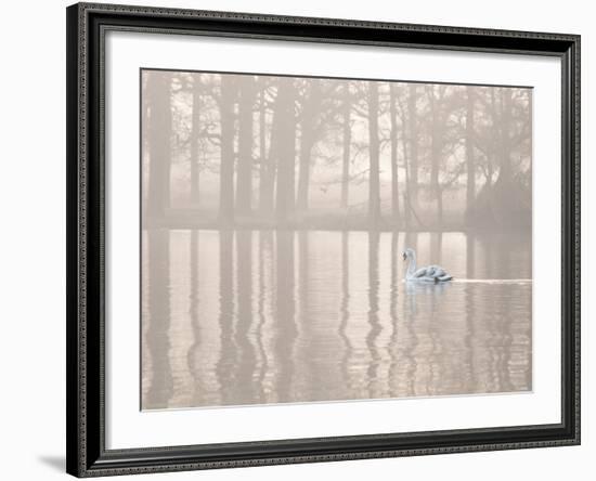 A Swan Glides Through Pen Ponds in Richmond Park at Sunrise-Alex Saberi-Framed Photographic Print