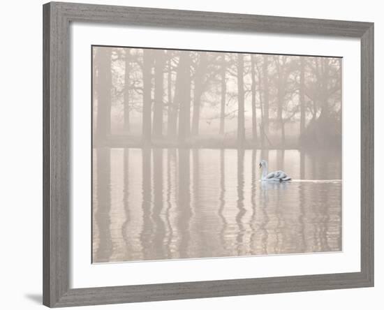 A Swan Glides Through Pen Ponds in Richmond Park at Sunrise-Alex Saberi-Framed Photographic Print