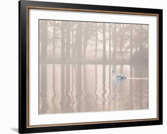 A Swan Glides Through Pen Ponds in Richmond Park at Sunrise-Alex Saberi-Framed Photographic Print