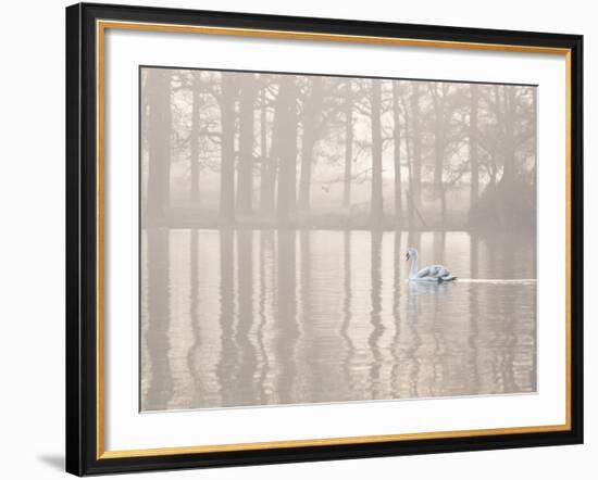 A Swan Glides Through Pen Ponds in Richmond Park at Sunrise-Alex Saberi-Framed Photographic Print