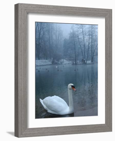 A Swan Swims on the Water in a Park Near Sarajevo-null-Framed Photographic Print