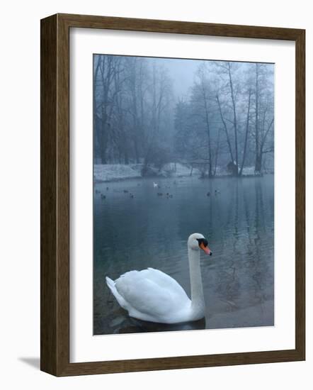 A Swan Swims on the Water in a Park Near Sarajevo-null-Framed Photographic Print