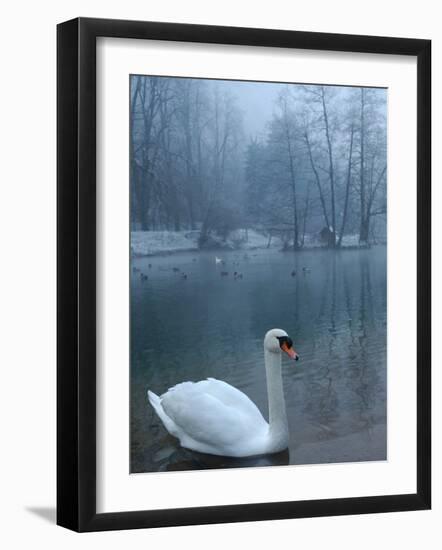 A Swan Swims on the Water in a Park Near Sarajevo-null-Framed Photographic Print