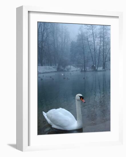 A Swan Swims on the Water in a Park Near Sarajevo-null-Framed Photographic Print