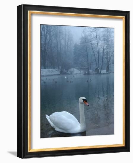 A Swan Swims on the Water in a Park Near Sarajevo-null-Framed Photographic Print