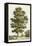 A Sweet Chestnut Tree-null-Framed Stretched Canvas