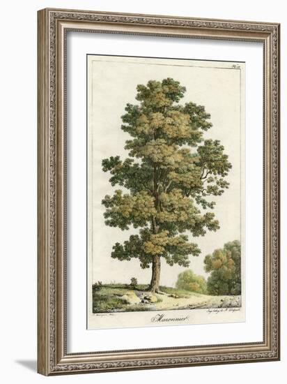 A Sweet Chestnut Tree-null-Framed Art Print