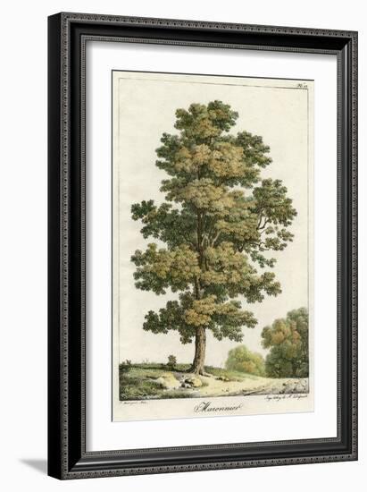 A Sweet Chestnut Tree-null-Framed Art Print