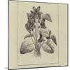 A Symbolical Bunch of Napoleonic Violets-null-Mounted Giclee Print