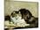 A Tabby Cat, 1920-Charles Van Den Eycken-Mounted Giclee Print