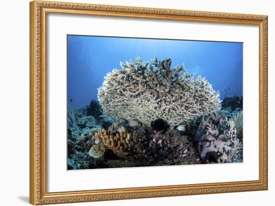 A Table Coral Grows on a Beautiful Reef Near Sulawesi, Indonesia-Stocktrek Images-Framed Photographic Print