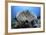 A Table Coral Grows on a Beautiful Reef Near Sulawesi, Indonesia-Stocktrek Images-Framed Photographic Print