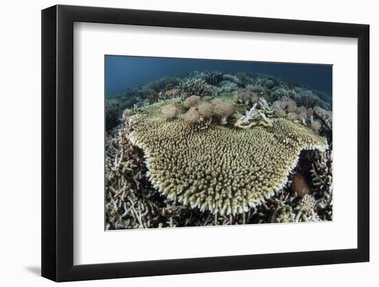 A Table Coral Is Encroached Upon by Soft Corals-Stocktrek Images-Framed Photographic Print