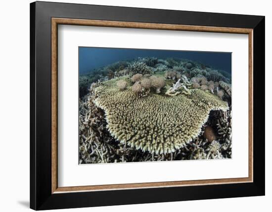 A Table Coral Is Encroached Upon by Soft Corals-Stocktrek Images-Framed Photographic Print