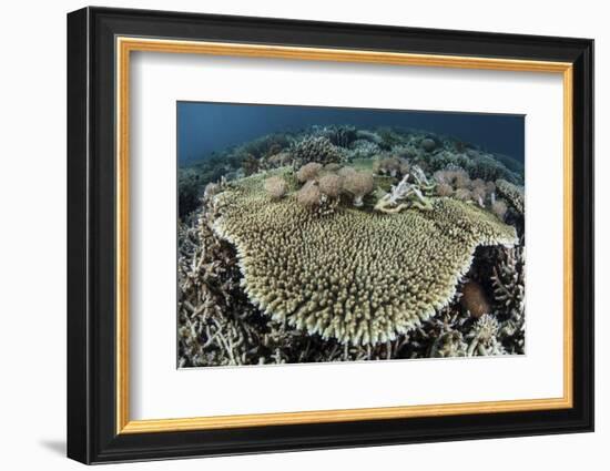 A Table Coral Is Encroached Upon by Soft Corals-Stocktrek Images-Framed Photographic Print