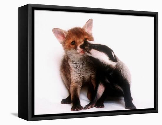A Tale of Two Cubs, She's Always Badgering That Fox for a Kiss-null-Framed Premier Image Canvas