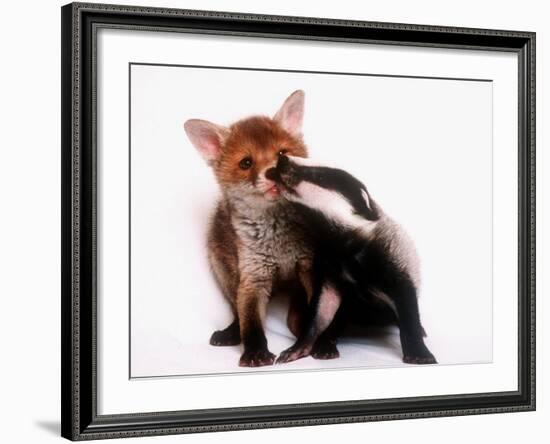 A Tale of Two Cubs, She's Always Badgering That Fox for a Kiss--Framed Photographic Print