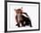 A Tale of Two Cubs, She's Always Badgering That Fox for a Kiss-null-Framed Photographic Print