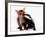 A Tale of Two Cubs, She's Always Badgering That Fox for a Kiss-null-Framed Photographic Print