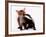 A Tale of Two Cubs, She's Always Badgering That Fox for a Kiss-null-Framed Photographic Print