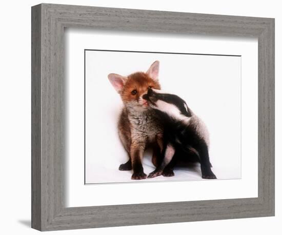 A Tale of Two Cubs, She's Always Badgering That Fox for a Kiss-null-Framed Photographic Print